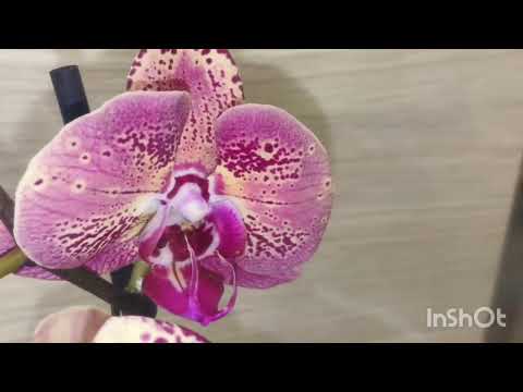 Видео: Завоз в магазин "Орхидея"/06.11.25/