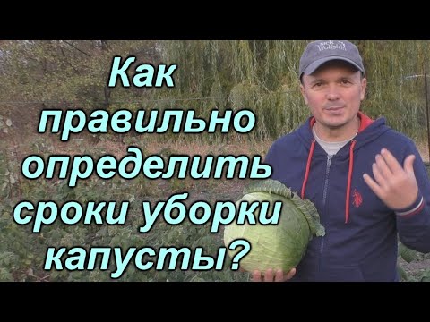 Видео: Когда убирать капусту - основные признаки.