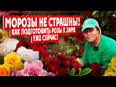 Видео: МОРОЗЫ НЕ СТРАШНЫ! Как подготовить розы к зиме уже сейчас!