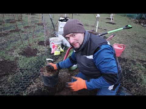 Видео: как сажать плодовые деревья весной. Шарафуга