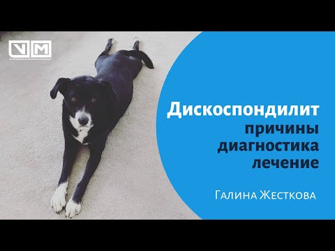 Видео: Дискоспондилит