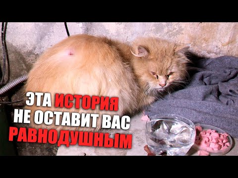 Видео: Избитого рыжего котика подбросили в наш подъезд. Мы должны ему помочь / SANI vlog