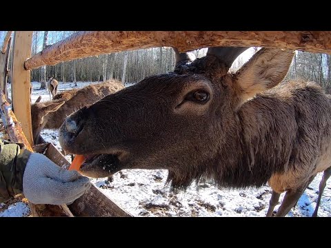 Видео: Онлайн Экскурсия по Оленьей Ферме "Усадьба Судимиръ"