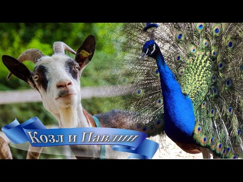 Видео: Павлин распустил хвост на удивление Козлу.#Павлин #распустил #хвост #удивлению #Козл #4К #ULTRA #HD