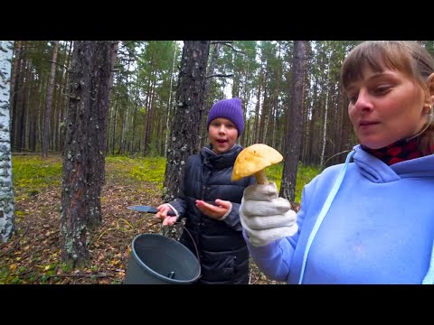 Видео: В ПОИСКАХ ГРИБОВ В ЧУДЕСНОМ БОРУ. РЕШЕНО СТРОИТЬ БУДЕМ ЗИМОЙ. ИЗ ГОРОДА В ДЕРЕВНЮ 736 серия