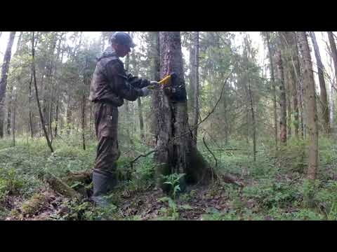 Видео: Зарабатываем деньги на сборе чаги.Доход в деревне.