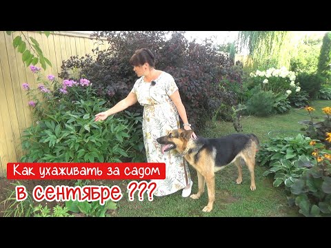 Видео: Уход за садом в начале СЕНТЯБРЯ. Все, что МОЖНО и уже НЕЛЬЗЯ делать в саду в это время.