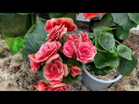 Видео: Бегонии Элатиор🪴 Borias,Batik,Orange,Salmon