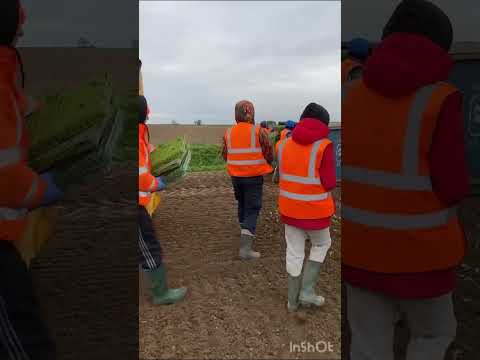 Видео: Моя работа в Англии! Посадка капусты!