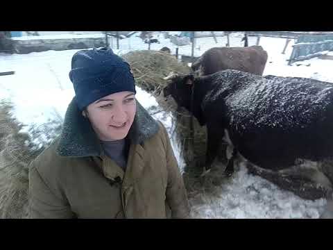 Видео: Как выбрать корову дойную и молочную