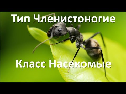 Видео: 10.4  Класс Насекомые (7 класс) - биология, подготовка к ЕГЭ и ОГЭ 2018