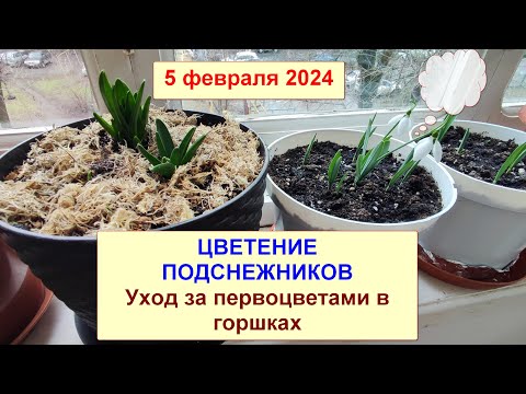 Видео: Цветение подснежника в горшке на балконе. Первоцветы в горшках.