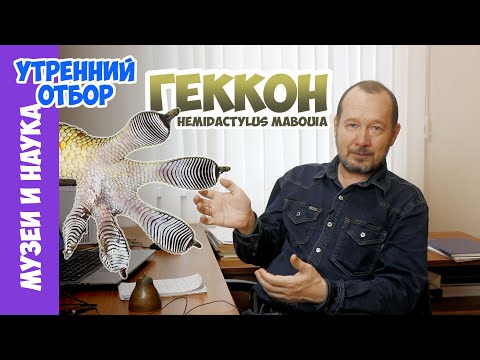 Видео: Раскрыта тайна происхождения геккона, завоевавшего мир. Игорь Фадеев