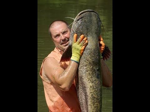 Видео: Сомовете на р. Марица