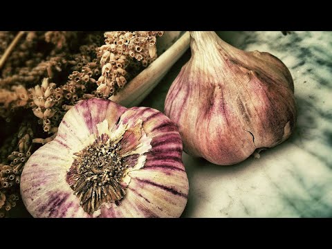 Видео: Процесс удобрения чеснока при посадке осеннего чеснока