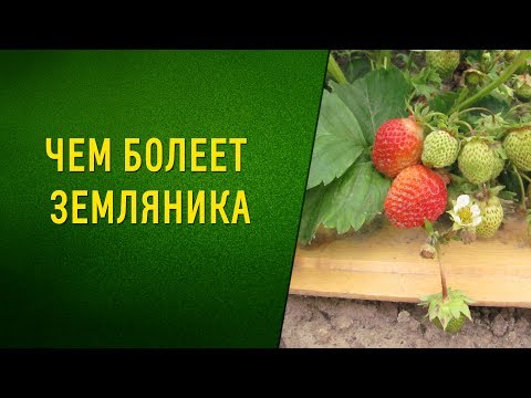 Видео: ЧЕМ БОЛЕЕТ ЗЕМЛЯНИКА? Фузариоз, вертиллезное увядание и прочие