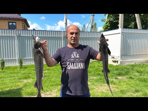 Видео: ШАШЛЫК из ОСЕТРА.