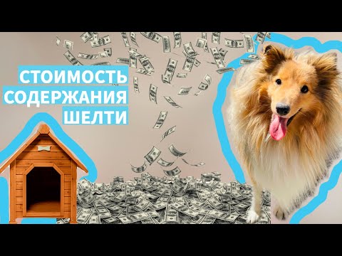 Видео: ДОРОГО ли содержать щенка ШЕЛТИ?