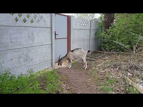 Видео: Коза Ромашка любит папу.