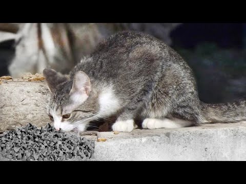 Видео: Маленький котёнок ел камни чтобы выжить