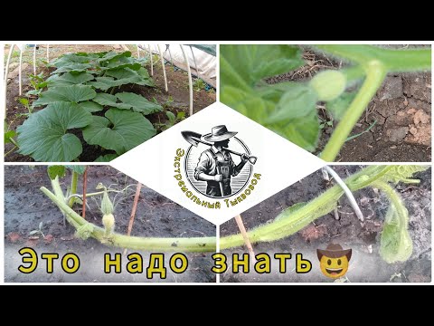 Видео: 🎃 21. Ненужная Тыква Атлантический Гигант [Atlantic Giant] 2024 г.