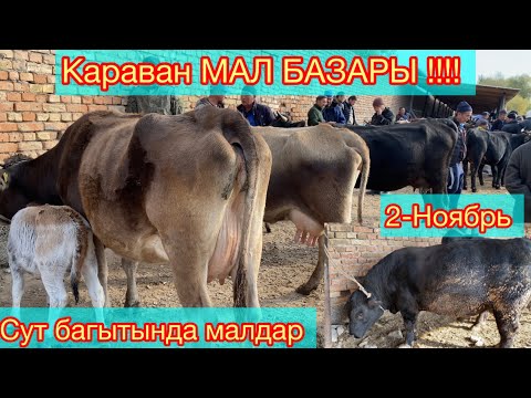 Видео: Караван Мал базары 2-Ноябрь!!! Кызыган жэрлери!!!!!