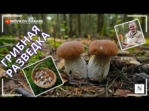 Видео: Грибная разведка 15 августа 2025. Всеволожский район.