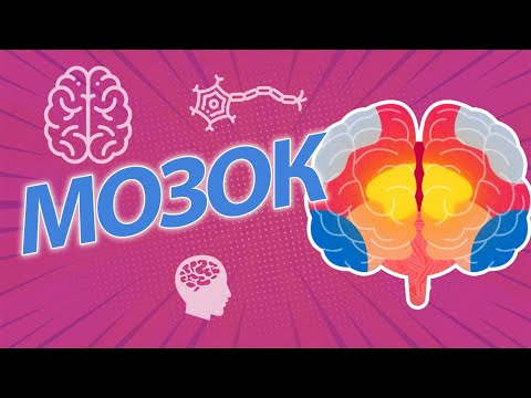 Видео: ЯК ПРАЦЮЄ МОЗОК? | Jak działa mózg?