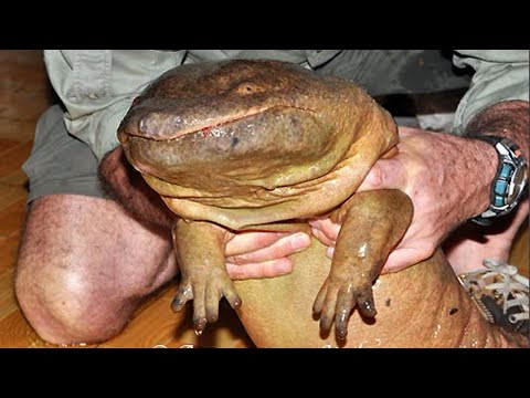 Видео: Самые большие существа на планете... Животные Гиганты! Часть 2