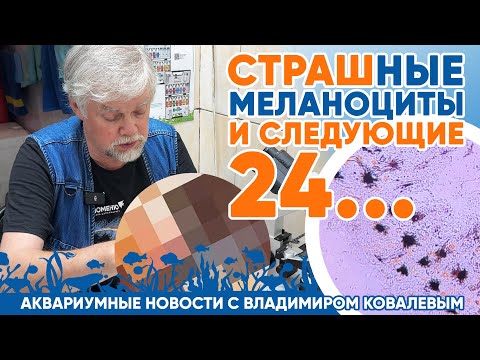 Видео: Новости аквариумного магазина с Владимиром Ковалевым (28.06.24). Страшные меланоциты и следующие 24!