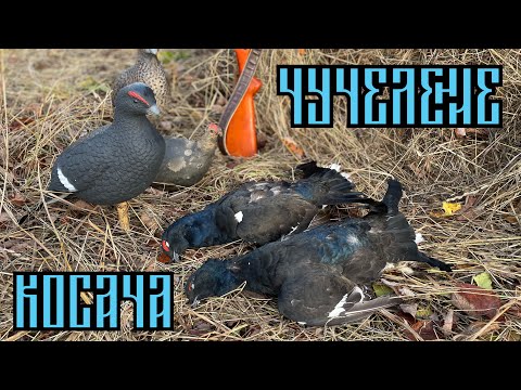 Видео: #охотанатетеревасчучелами2022 Охота на тетерева с чучелами