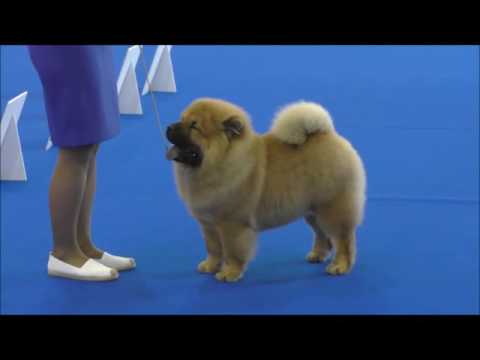 Видео: Чау-Чау на World Dog Show 2016. Часть 1