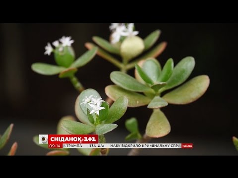 Видео: Толстянка: как вырастить денежное дерево на подоконнике