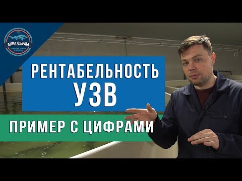 Видео: Рентабельность УЗВ реальный пример с цифрами  осетр