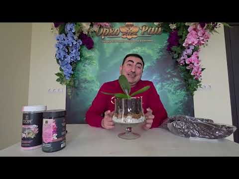 Видео: Закрытая система посадки орхидей!