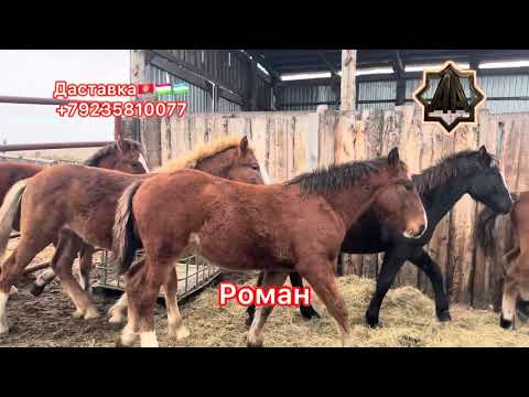 Видео: Г Абакан Қулун тойлар савдоси қизиганда қизияпти ( ватсапдан ёзинглар). 11.11.2025 йил