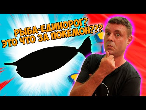 Видео: Обзор Phuong Linh рестика с рыбой коробкой и единорогом!?