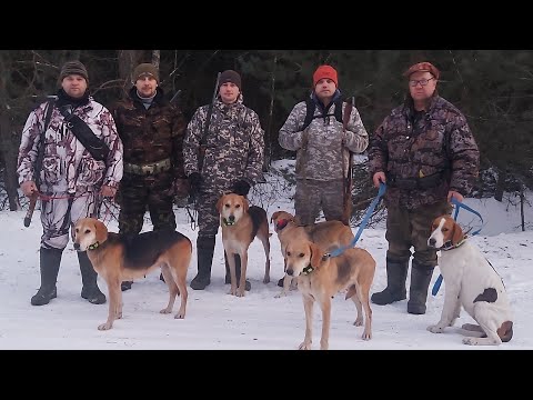 Видео: Охота с гончими 2024.В гостях у Ковалёва В.Ф.