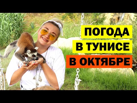 Видео: Погода в Тунисе в октябре. Температура воды в море в Тунисе