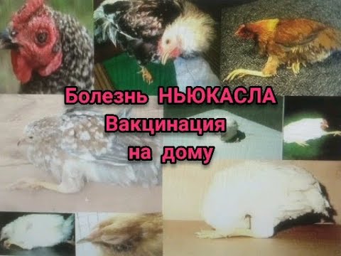 Видео: БОЛЕЗНЬ НЬЮКАСЛА у Кур//ВАКЦИНАЦИЯ самостоятельно на дому