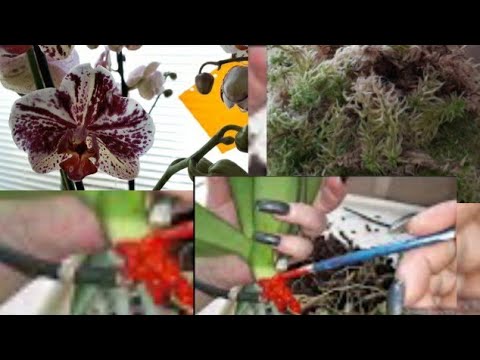 Видео: Орхидеи/ Реанимация/Наращивание Корней с Нуля/ Полная потеря Корневой/Максим мох живой все что надо