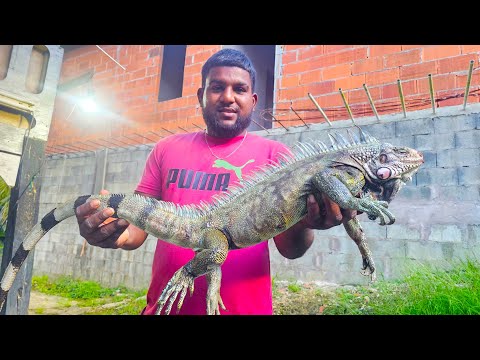 Видео: Готовим большую игуану в стиле Тринидад #Тринидад | поймать | очистить | приготовить