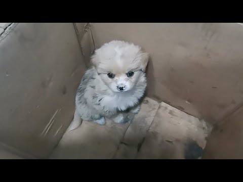 Видео: Было выброшено 4 маленьких щенка, остался только самый грязный, но он самый послушный