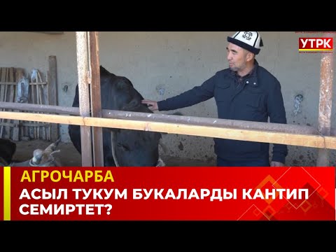 Видео: Асыл тукум букаларды кантип семиртет? | Агрочарба