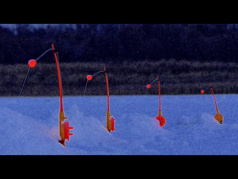 Видео: ВСЕ УДОЧКИ ГНУТСЯ ОТ РЫБЫ!! МОХНАТКА НЕ ТОНЕТ НА ДНО!! Налим, Язи и Жор окуня! Рыбалка на Оби.