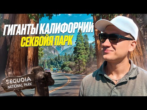 Видео: Калифорния невероятна! | Этих великанов нужно видеть вживую