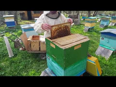 Видео: Пчеловодство № 95 Что делать, что бы пчелы не роились? Расширение, вариант 1.