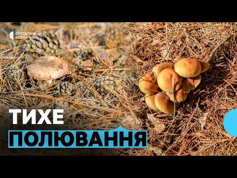 Видео: Рижики, маслюки та мухомори:  на Одещині розпочався сезон грибів