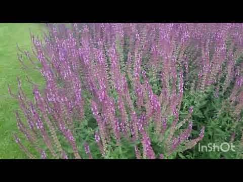 Видео: Цветочный хоровод /королева роза /лаванда и много удовольствия!