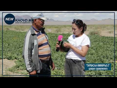 Видео: "Ховдын тарвас" цуврал сурвалжлага